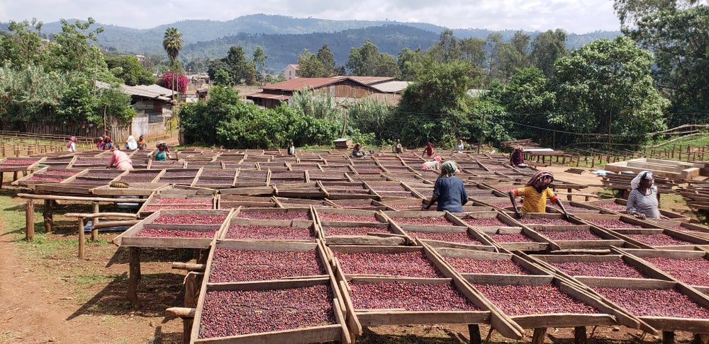 How to Brew the Yirgacheffe Konga Natural Coffee Beans? A Complete Guide from Region to Flavor and Pour Over Parameters
