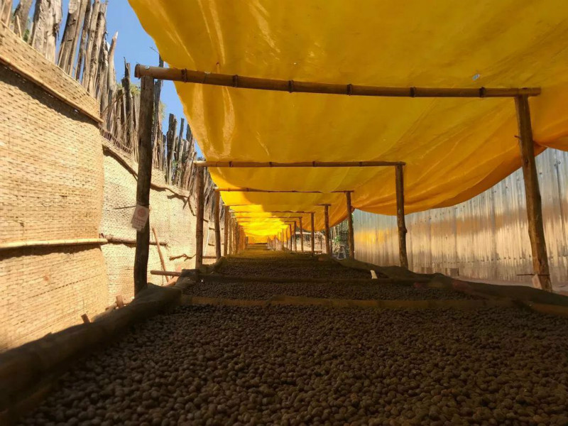 A Complete Guide to Ethiopian Huacai 6.0 Coffee Beans: Regional Flavor, Version Evolution, and Pour Over Recommendations
