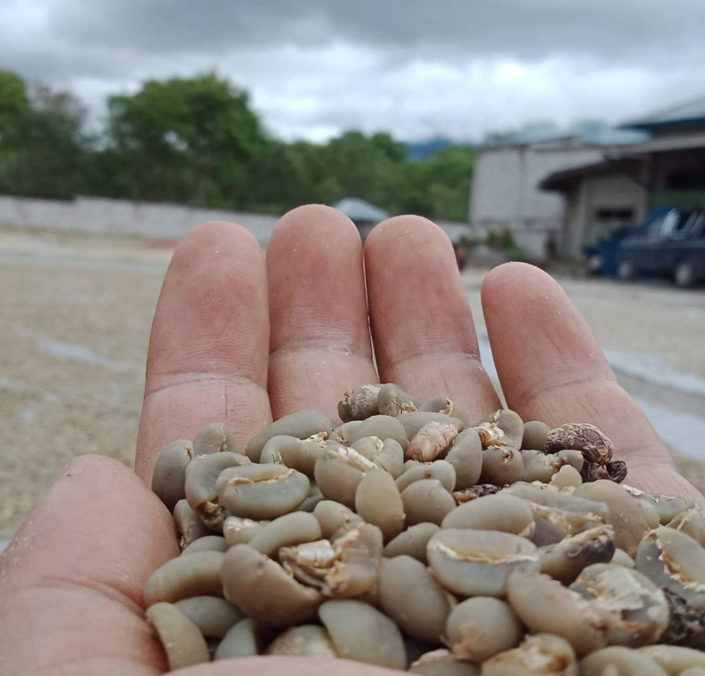 Beginner's Guide to Pour Over with Golden Mandheling: Exploring Wet-Hulled Processing & Dark Roast Flavors