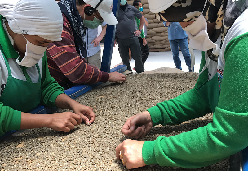 Flavor Profile and Brewing Guide for Sumatra Golden Mandheling | Bean Selection Tips and Processing Method Revealed