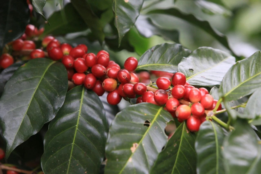 Complete Guide to Roasting and Pour Over Brewing of Indonesian Mandheling: Flavor Profile and Parameters of Golden Mandheling