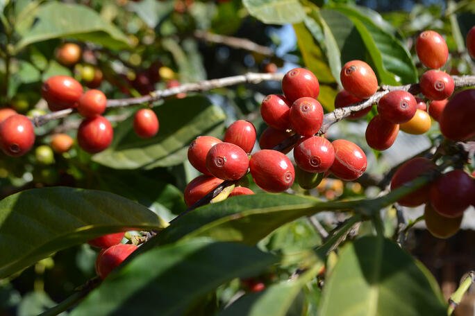 Ethiopian Yirgacheffe vs Sidamo Coffee Beans: Analysis of Pour Over Extraction Parameters and Flavor Differences
