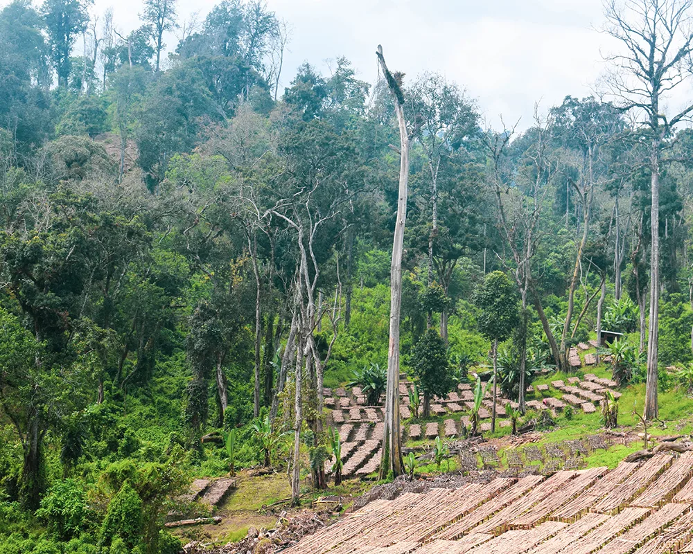 Complete Guide to Natural Geisha Coffee: From the Guji Hambella Region to Pour Over Parameters and Flavor Profile