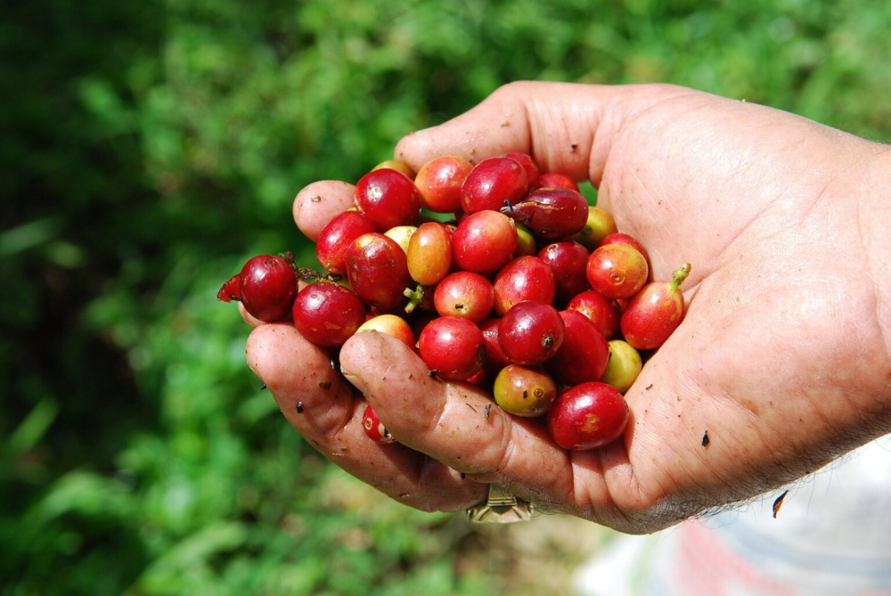The Ultimate Guide to Panamanian Geisha: Differences Between the Three Plots of La Esmeralda Estate & How to Choose Between Red & Green Labels