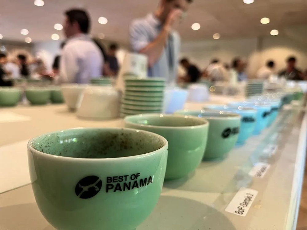 The Ultimate Guide to Geisha Coffee: Variety Origins, Regional Differences, and Pour Over Parameters