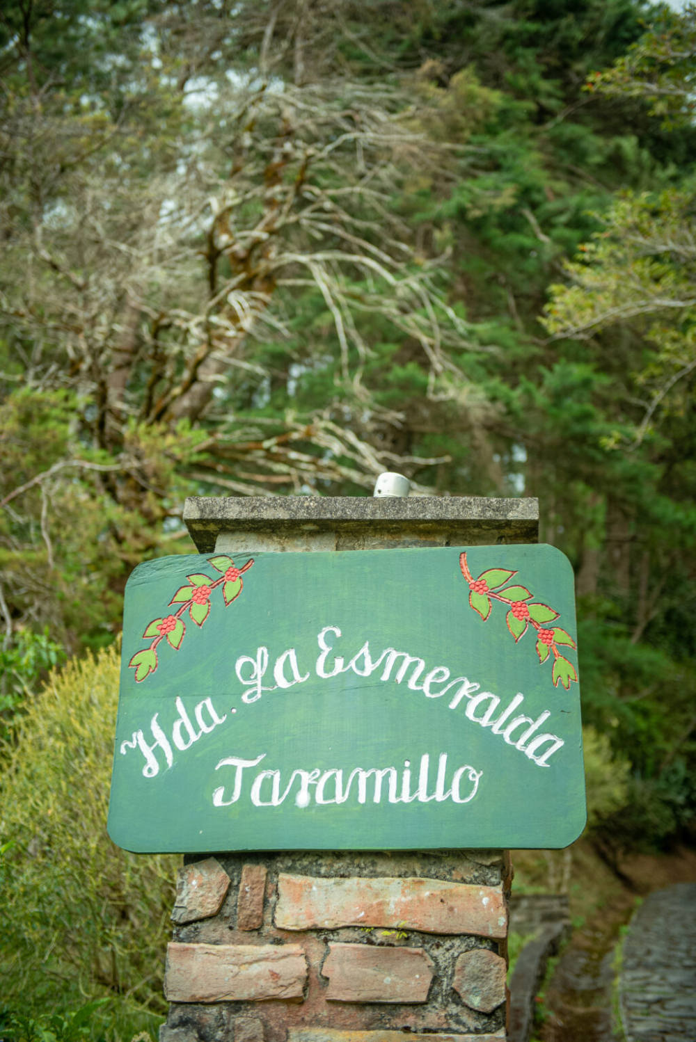 How to Distinguish Panamanian and Ethiopian Geisha? A Complete Guide to La Esmeralda and Gesha Village Grading and Flavor Profiles