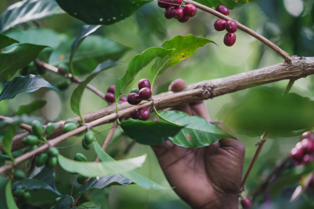 Papua New Guinea Bird of Paradise Coffee: Brewing and Flavor Analysis of the Sigri Estate Washed Beans