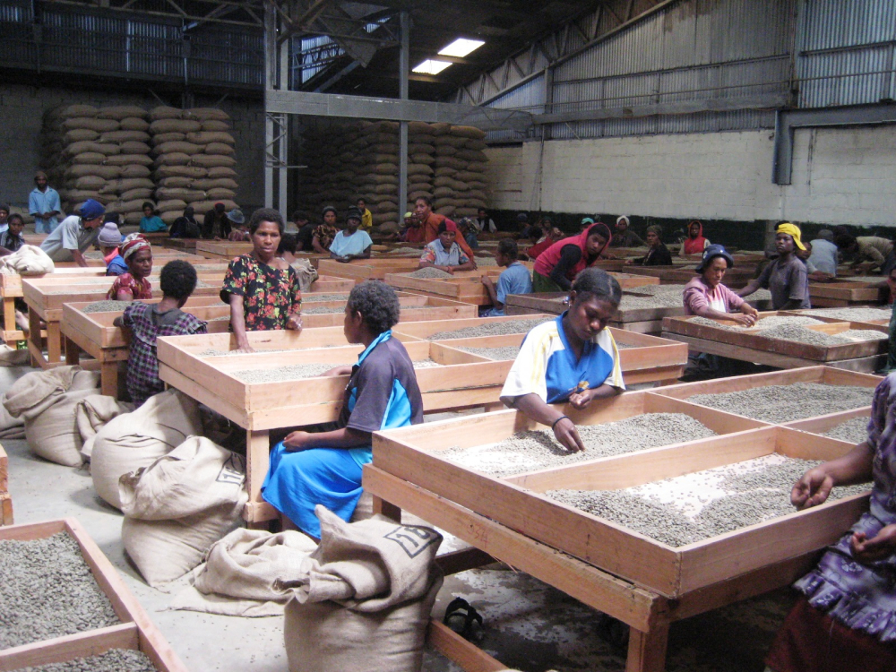 Papua New Guinea Bird of Paradise Typica Beans: A Complete Guide to Washed Processing and Pour Over Brewing