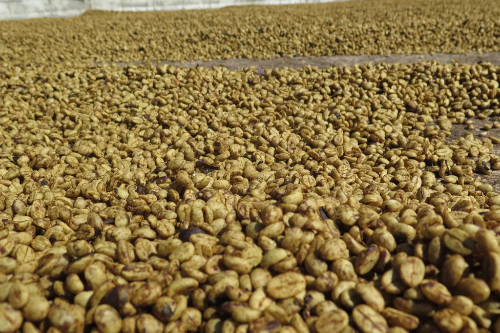 How to Distinguish Between Honey Process and Pulped Natural Coffee? A Full Guide to Flavor Differences and Pour Over Techniques