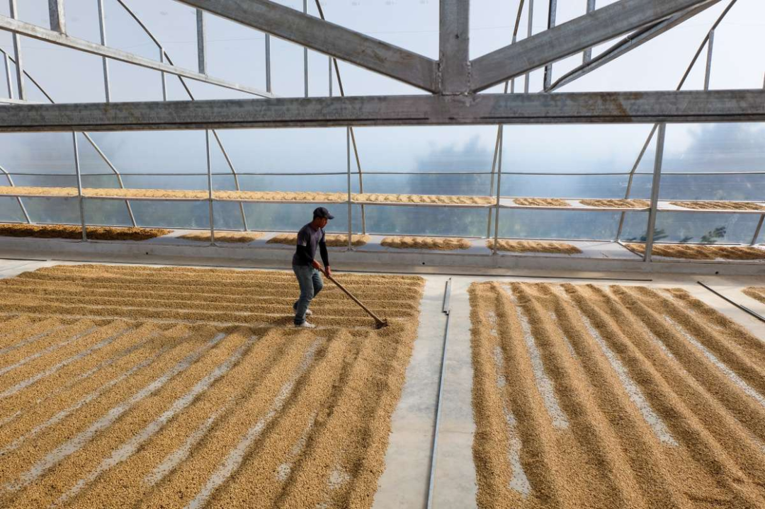 A Complete Guide to Costa Rica’s 8 Major Coffee Regions: From Tarrazú to the Three Rivers, Discover Your Flavor Preference