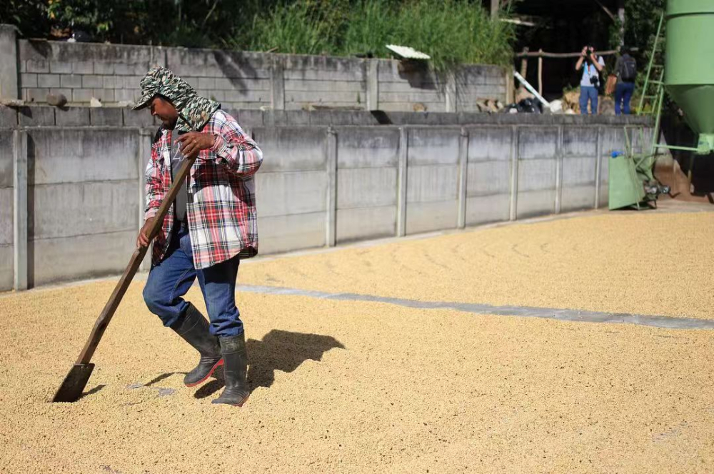 Complete Guide to Costa Rican Coffee: 8 Major Regions, Varietal Characteristics & Pour Over Parameters