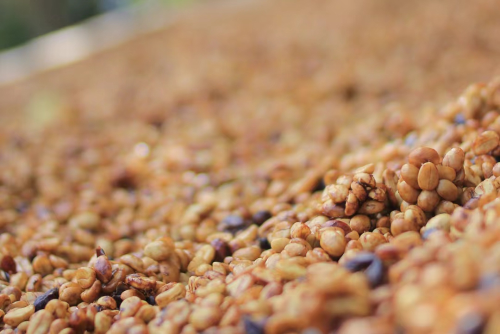 Analysis of Sweetness in Costa Rican Honey-Processed Coffee | Differences Between Honey and Miel, Mozart Flavor Profile, and Pour Over Parameters