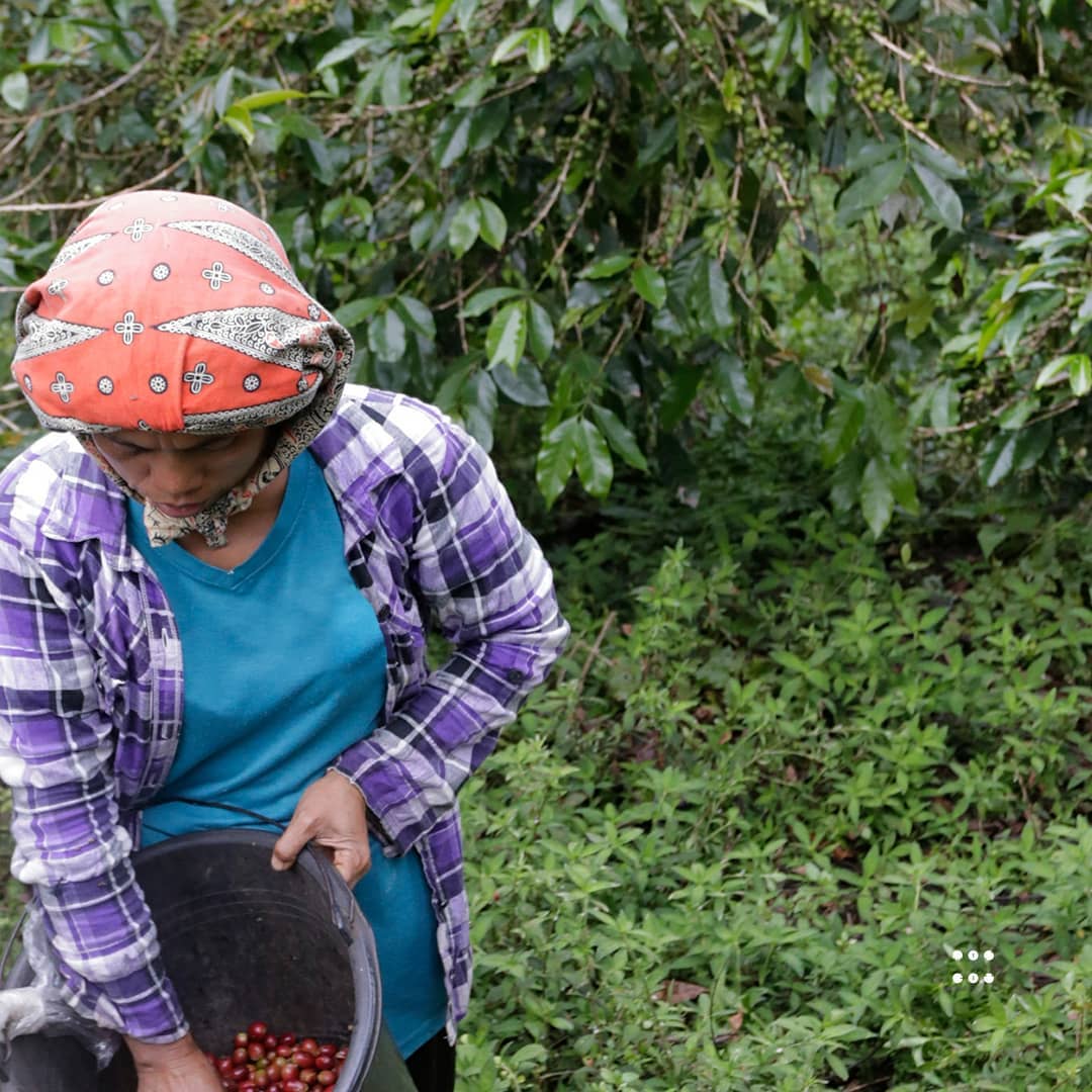 A Complete Guide to Indonesian Java Coffee: Regional Distribution, Historical Origins, and Flavor Profiles