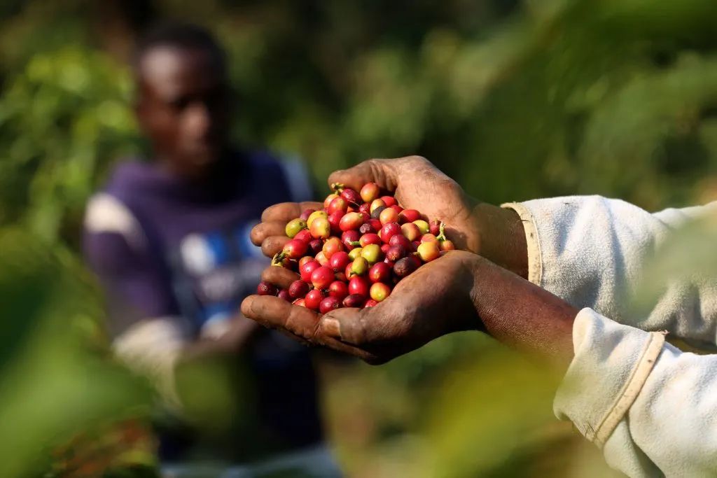 Kenya's Central-Western Coffee Region and K72 Washed Flavor Profile | Guide to SL28/SL34 Varieties