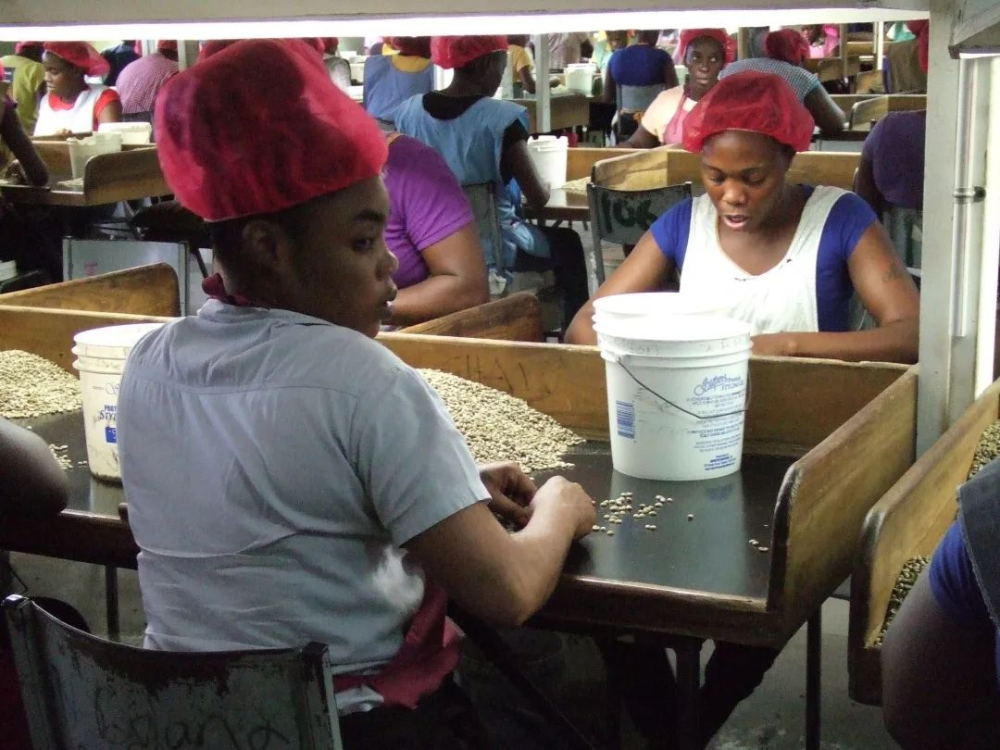 A Complete Guide to Jamaican Blue Mountain No.1 Beans | Flavor Grade, Washed Typica Characteristics & Pour Over Instructions