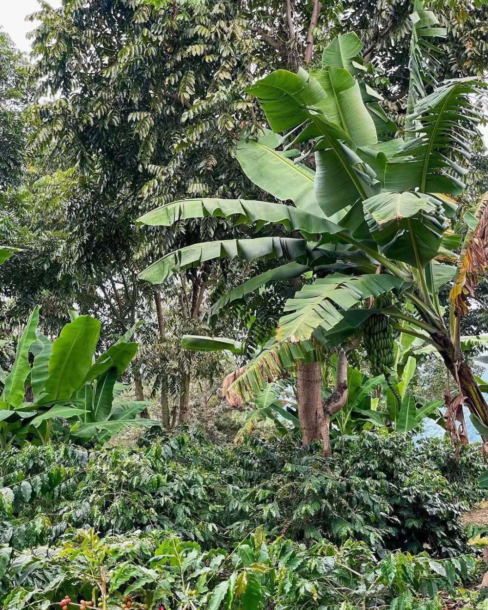 Exploring the Origins of Jamaican Blue Mountain Coffee, Unveiling the Truth Behind Its Price, and a Pour Over Guide Using the Kono Filter