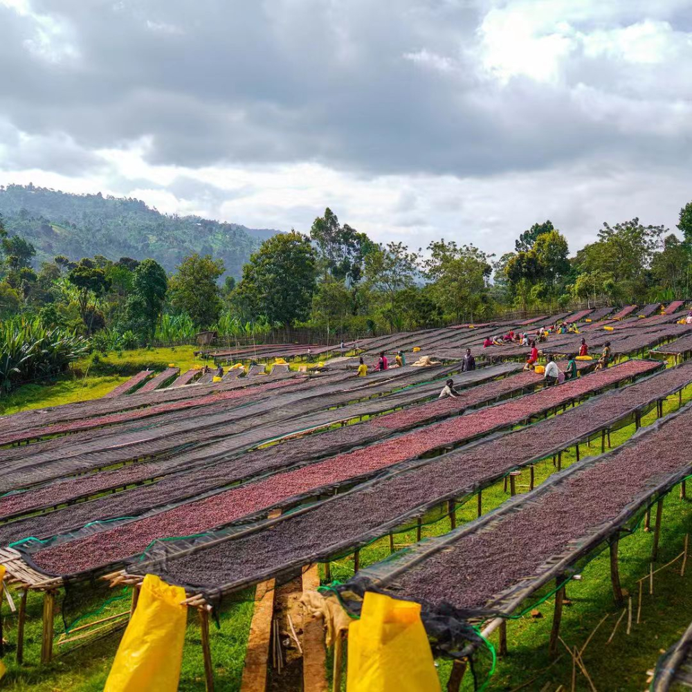 Ethiopian Sidamo and Yirgacheffe Region Coffees: Flavor Characteristics, Processing Method Differences, and Pour Over Recommendations