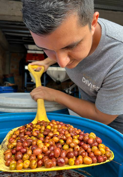 Complete Guide to Coffee Bean Processing Methods: Flavor Comparison of Natural, Washed, Honey, and Anaerobic Fermentation