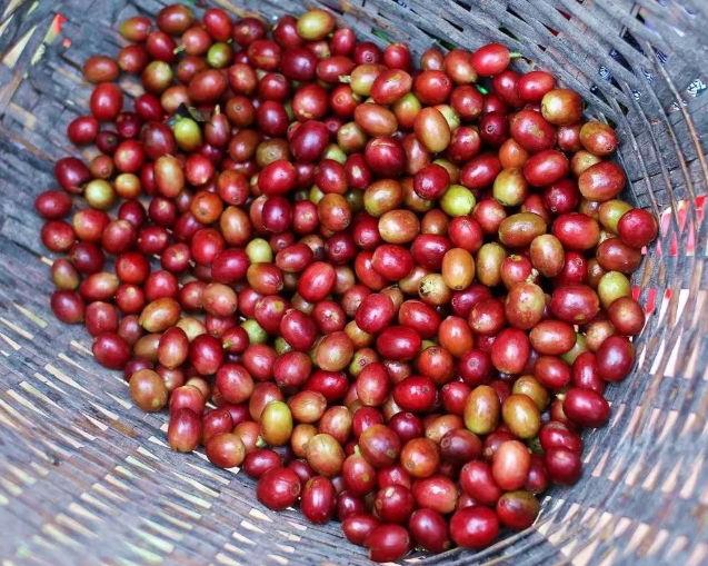 Complete Guide to Colombian Castillo Coffee Beans: Wine Barrel Fermentation & Washed Process Pour Over Guide