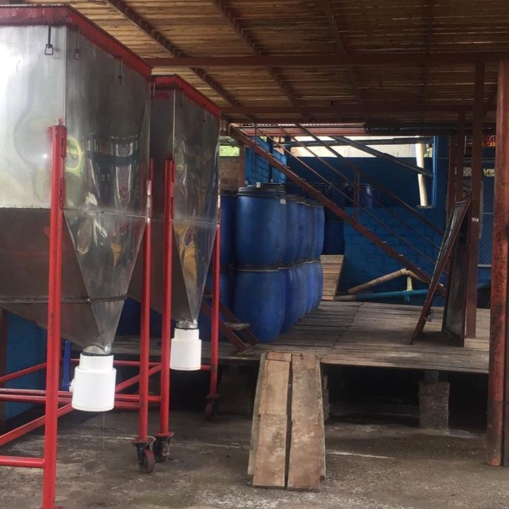 How is anaerobic enzymatic washed coffee made? A flavor analysis of the Caturra variety + Rose Valley