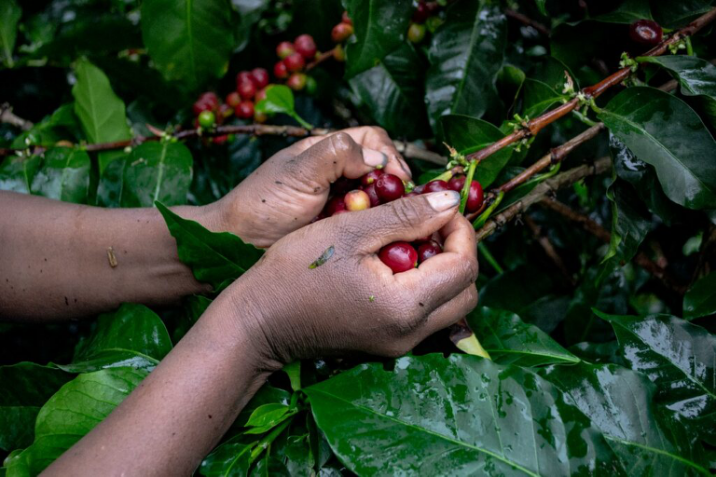 How to Choose Between Colombian Rose Valley and Flower Moon Night Coffee Beans? A Complete Analysis of Flavor, Processing, and Pour Over Recommendations
