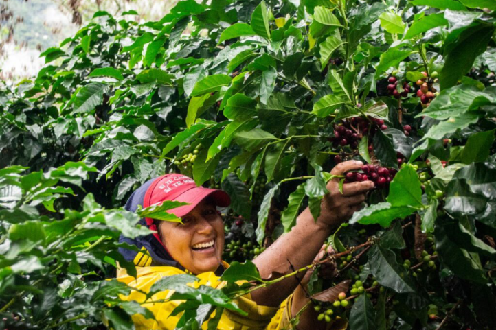 A Comprehensive Guide to Colombian Specialty Coffee: Varieties, Regions, Processing Methods, and Pour Over Recommendations