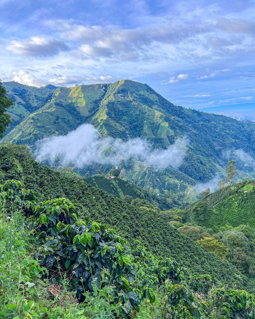 Colombian Huila Pink Bourbon Coffee Beans: Flavor Comparison and Brewing Guide Between Semi-Washed and Anaerobic Processing