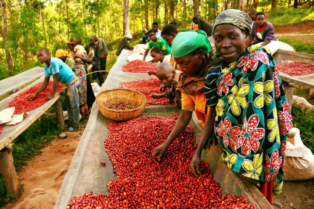 How to choose between washed and natural Yirgacheffe? Complete flavor analysis and pour over brewing guide