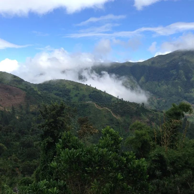 Complete Guide to Jamaica Blue Mountain Coffee: Grades, Flavors, Prices | Pour Over Parameters & Authenticity Check