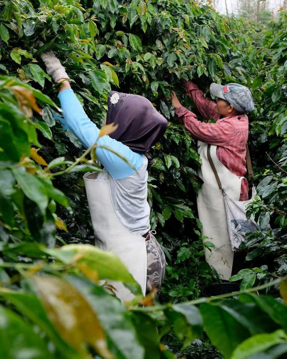 Complete Guide to Indonesian Mandheling Coffee: Wet-Hulled Processing, Regional Differences, and Pour Over Techniques for Golden Mandheling