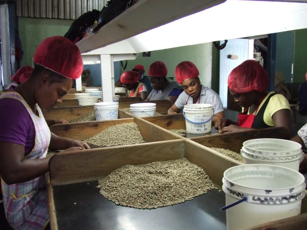 Jamaica Blue Mountain Coffee Beginner’s Guide: Grades, Authenticity Identification, and Pour Over Brewing