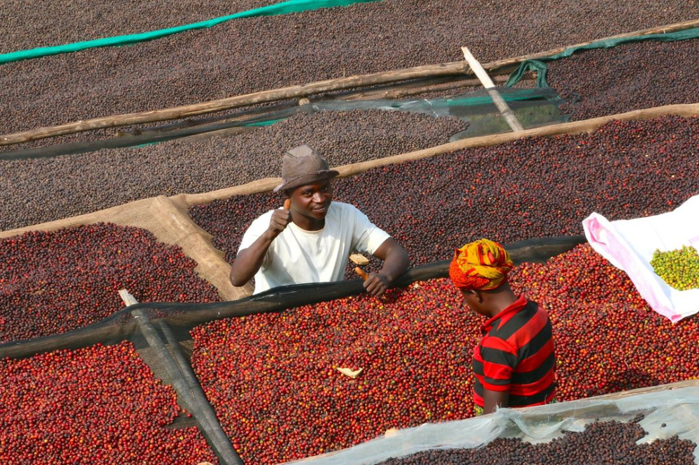 A Comprehensive Guide to the Pour Over Flavors and Processing Methods of Ethiopian Guji Native Varietal Geisha and Huakui