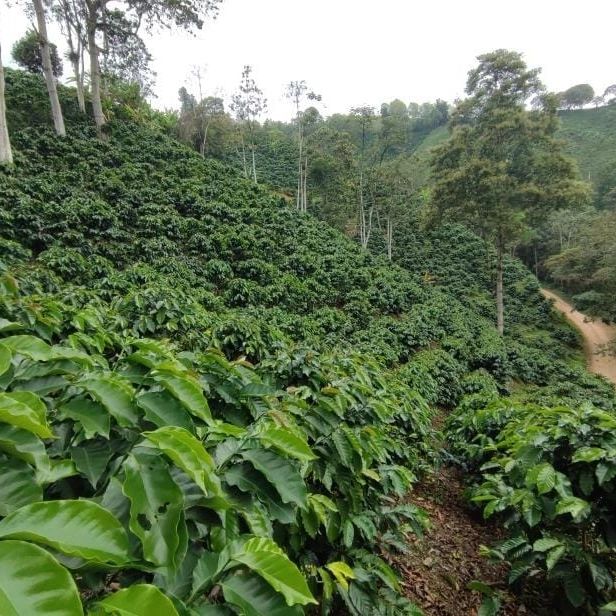 A Flavor Guide and Variety Analysis of Colombia's Six Premium Coffee Regions | Recommended Extraction Parameters