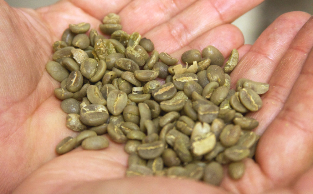 Analysis of Yunnan Small-Bean Coffee Varieties | Catimor vs Typica: Acidity, Bitterness, and Roasting Recommendations