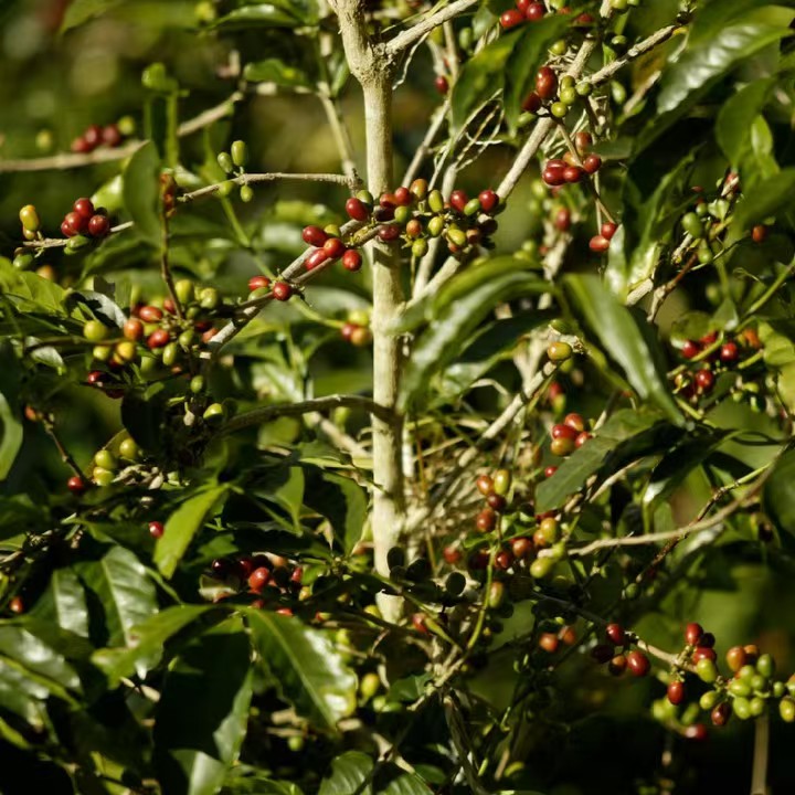 Costa Rica Tarrazú Gesha Blend Coffee: A Complete Guide to Raisin Honey Processing and Flavor Profile