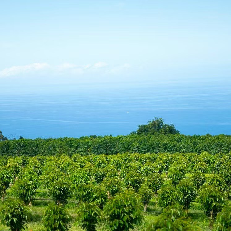 Complete Guide to Hawaiian Kona Coffee: From Planting History to Pour Over Parameters and Flavor Analysis