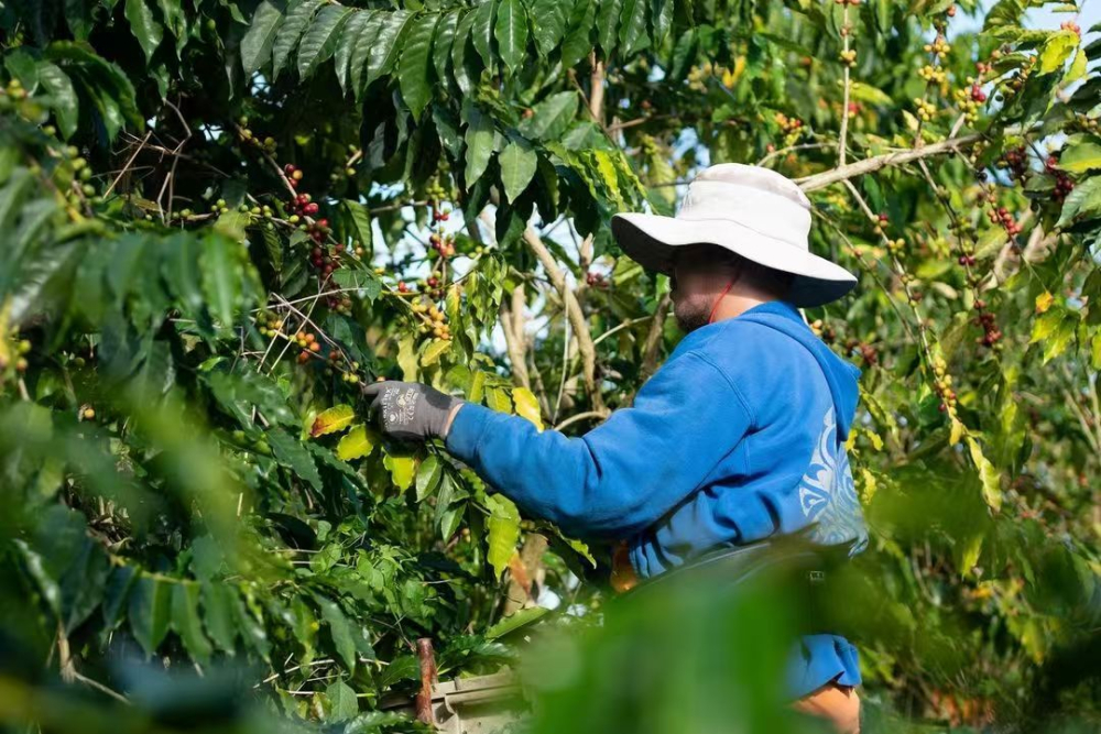 Complete Guide to Hawaiian Kona Coffee: From Planting History to Pour Over Parameters and Flavor Analysis