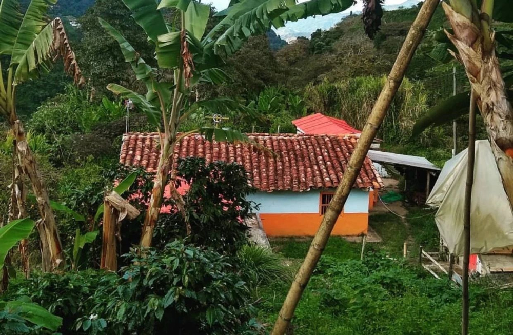 Analysis of Colombian Hope Gesha Beans: A Comprehensive Guide from Planting to Pour Over