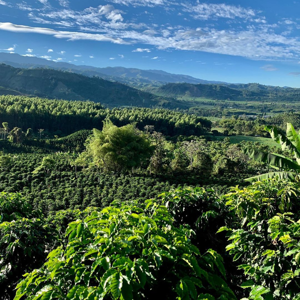 Colombian Huila Coffee Pour Over Guide | SOE Extraction Parameters and Flavor Analysis