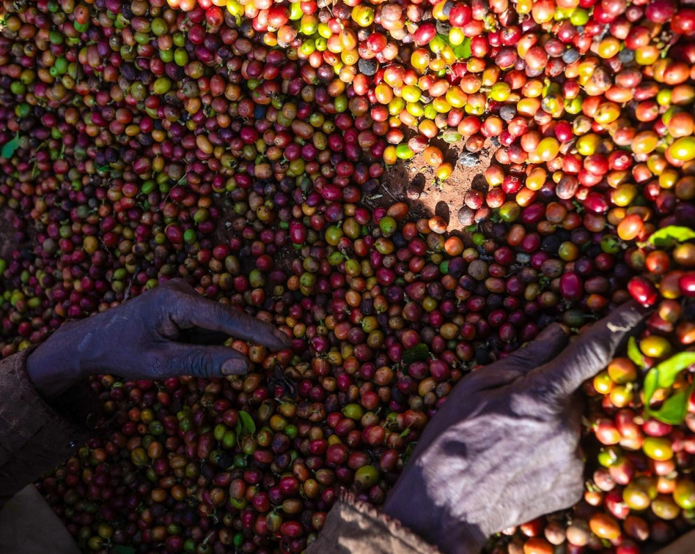 Complete Guide to Kenyan Specialty Coffee: SL28/SL34 Varietal Characteristics and K72 Washed Flavor Profile