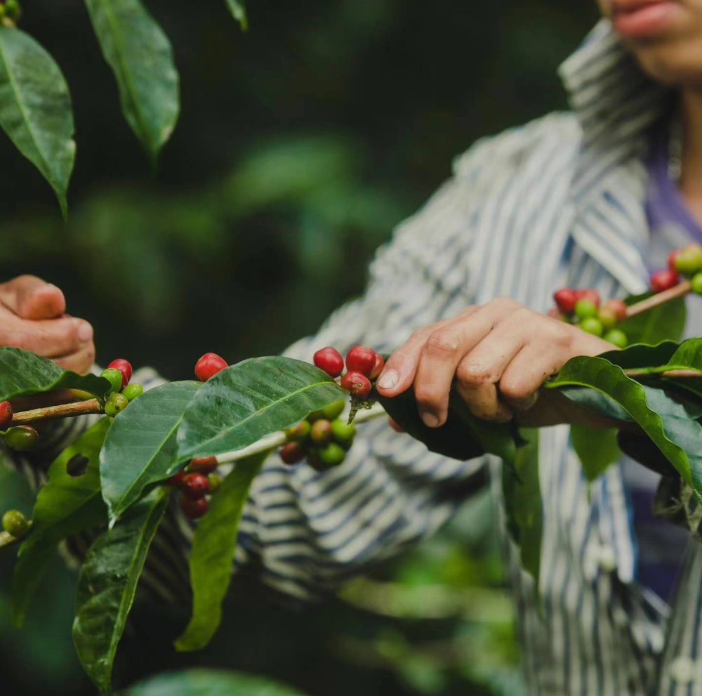 Panama Geisha Coffee Review: Flavor Analysis, Price Tiers, and Pour Over Parameters Guide