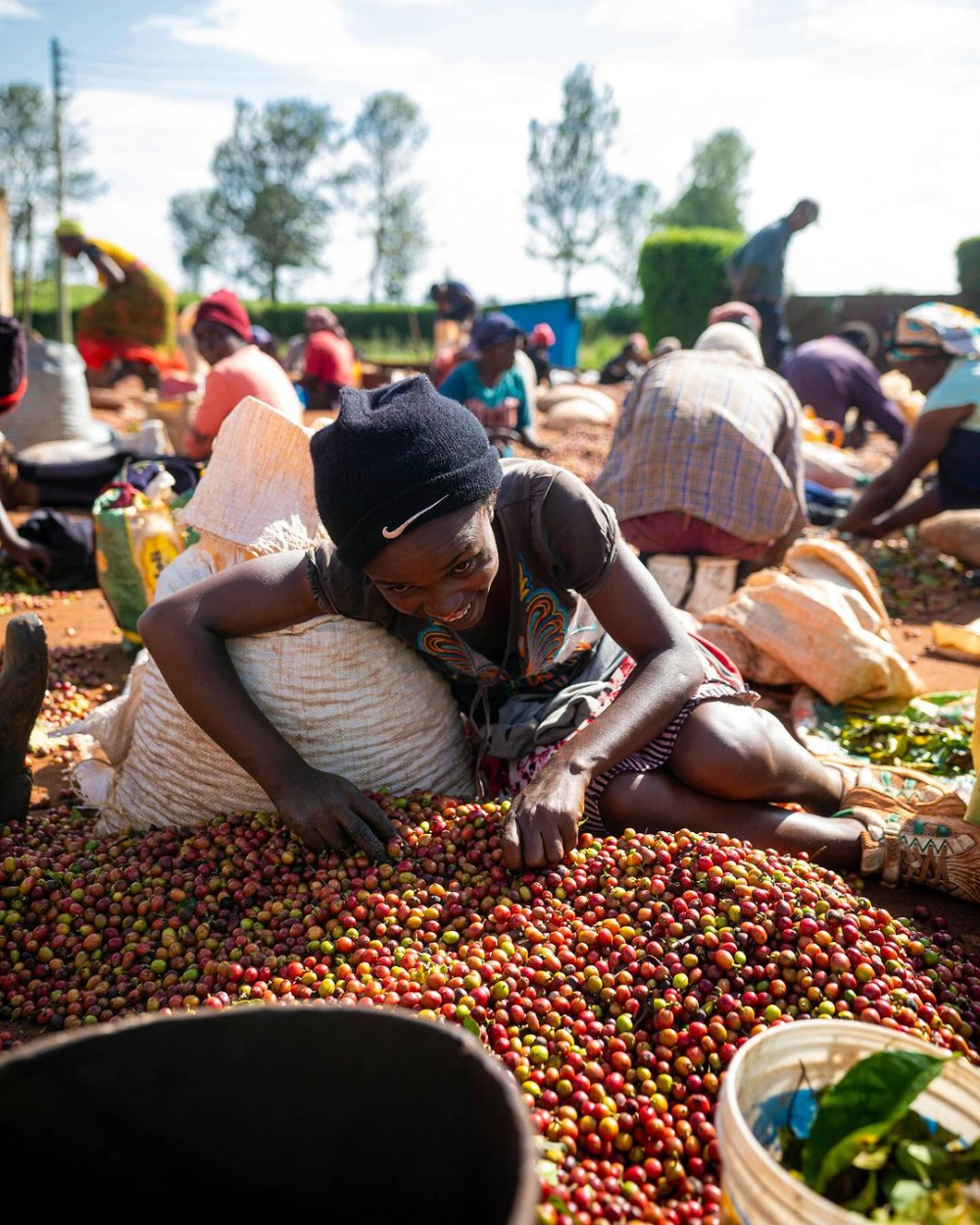 How to Brew Kenyan AA Washed Beans? Flavor Profile & Full Guide to SOE Pour Over & Espresso