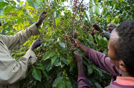 Ethiopia Sidama Huakui 8.0: Analysis of Sun-Dried and Washed Processing Methods, SOE Flat White Brewing Guide