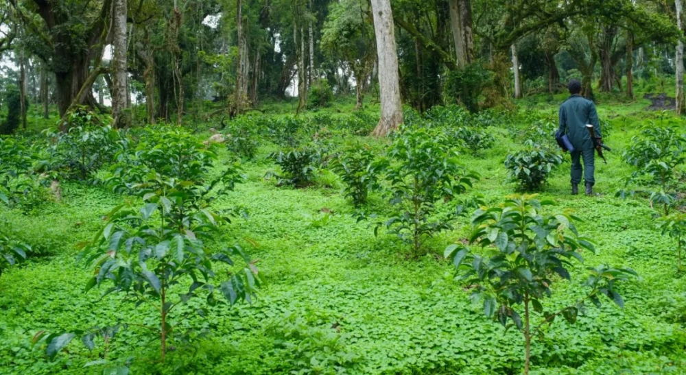 A Complete Guide to Ethiopia's Gesha Village: From Heirloom Varieties to Gold Label Flavors and Pour Over Parameters