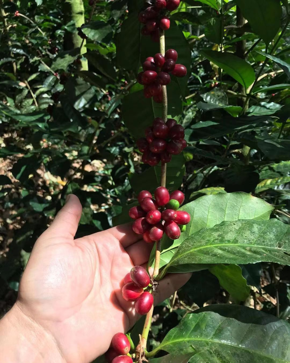 How are Panamanian Geisha beans graded? What’s the difference between Emerald Red Label, Green Label, and auction lots?