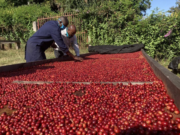 Complete Introduction to Kenyan PB Peaberry: SL28/SL34 Varieties, K72 Processing, and Brewing Recommendations