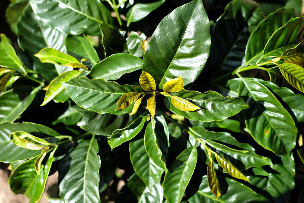 Complete Introduction to Kenyan PB Peaberry: SL28/SL34 Varieties, K72 Processing, and Brewing Recommendations