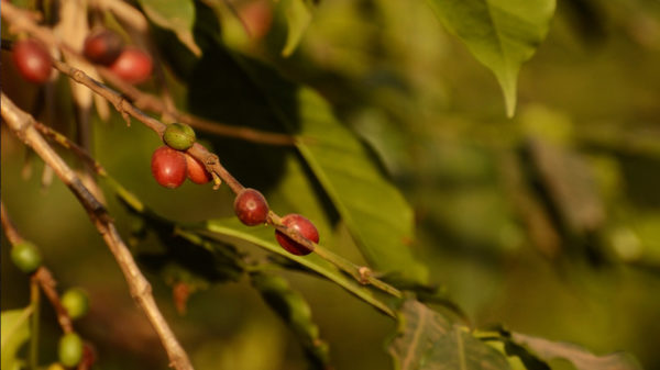 Introduction to Tanzanian Coffee Regions: Kilimanjaro Flavor Profiles, Varietal Evolution, and Washed Processing Basics