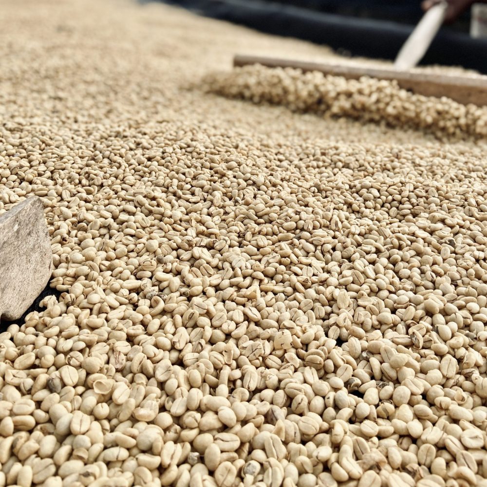 Introduction to Tanzanian Coffee Regions: Kilimanjaro Flavor Profiles, Varietal Evolution, and Washed Processing Basics