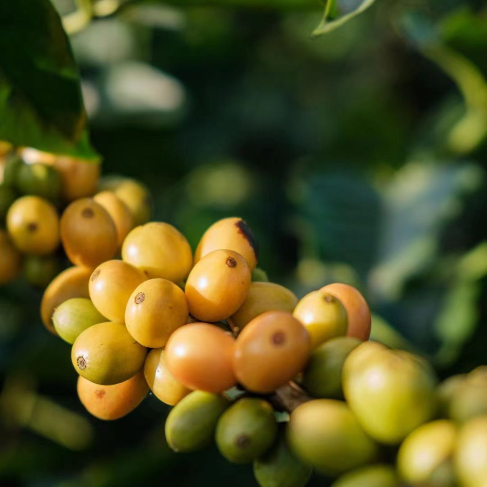 What’s the difference between Red Bourbon, Yellow Bourbon, and Pink Bourbon? A full guide to flavor profiles + pour over parameters